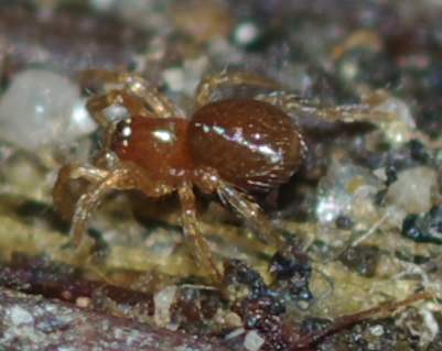 Theridiidae giovanissimo